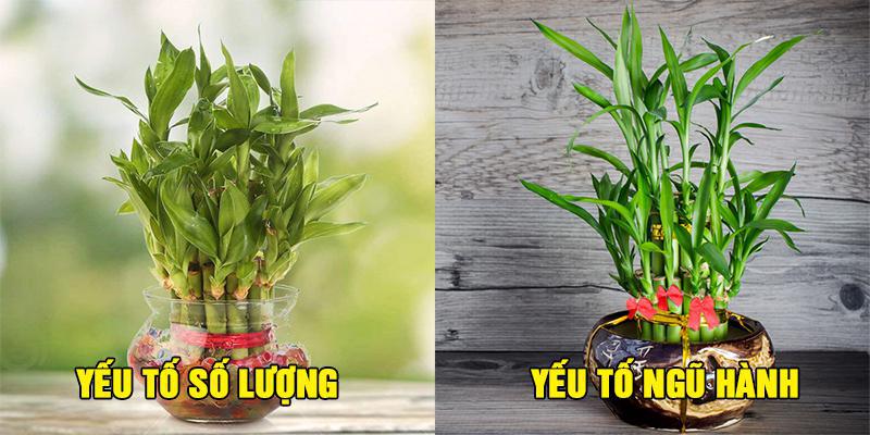 Cây phát tài - cây phong thuỷ không thể thiếu cho người muốn vượng tài vận