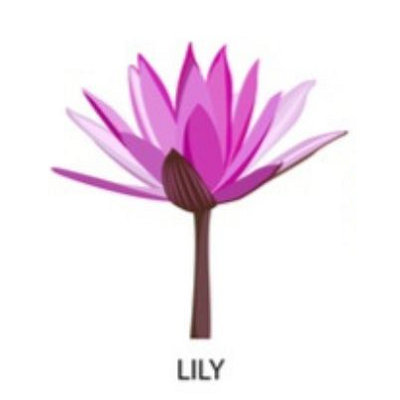 HOA LILY