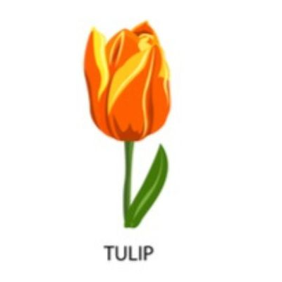 HOA TULIP